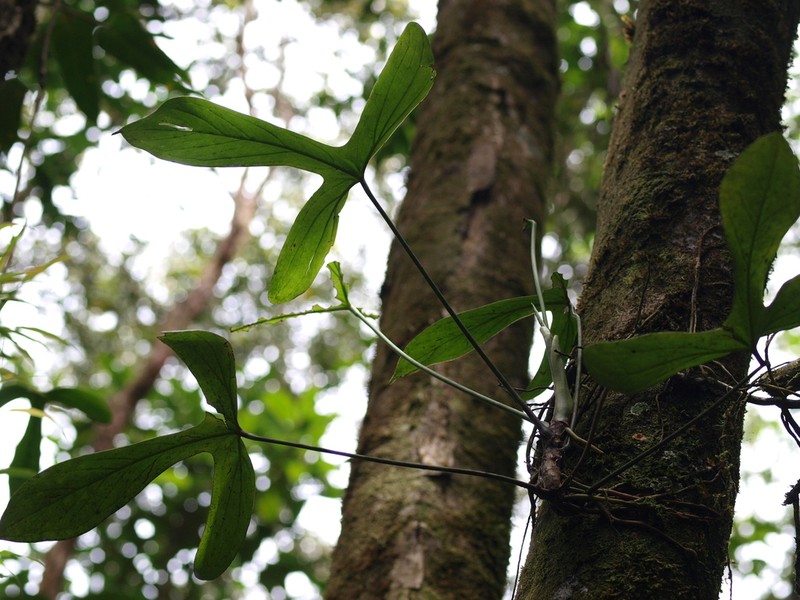Anthurium alatum photo 8
