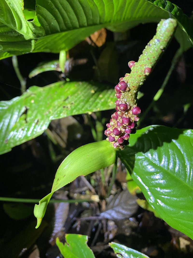 Anthurium albifructum
