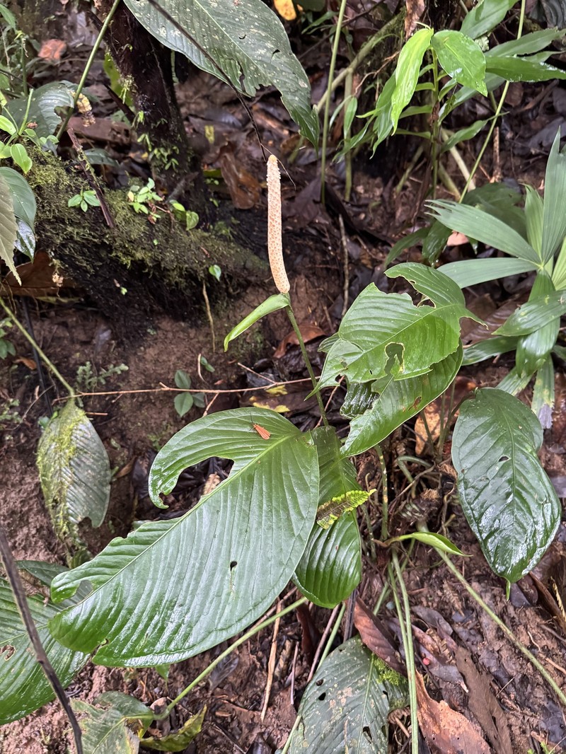 Anthurium albifructum photo 2