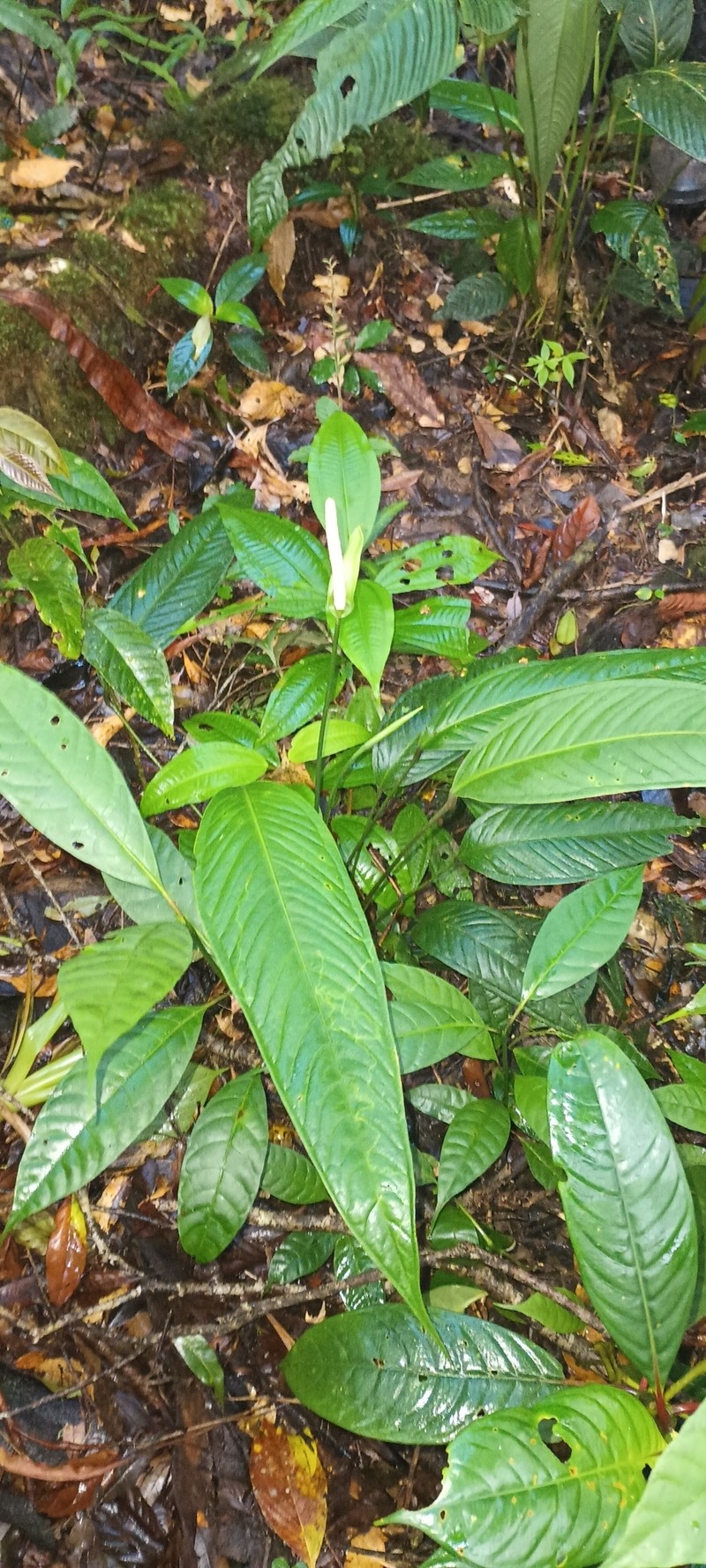 Anthurium albifructum photo 3