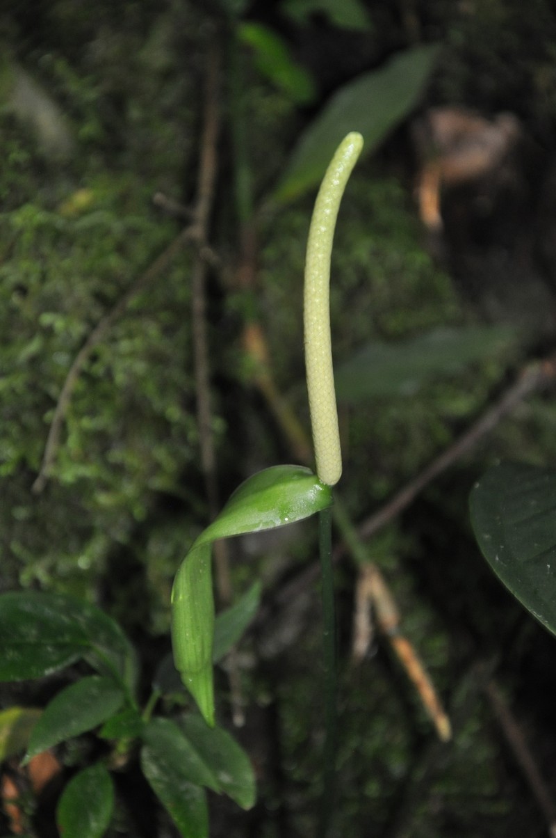 Anthurium albifructum photo 4