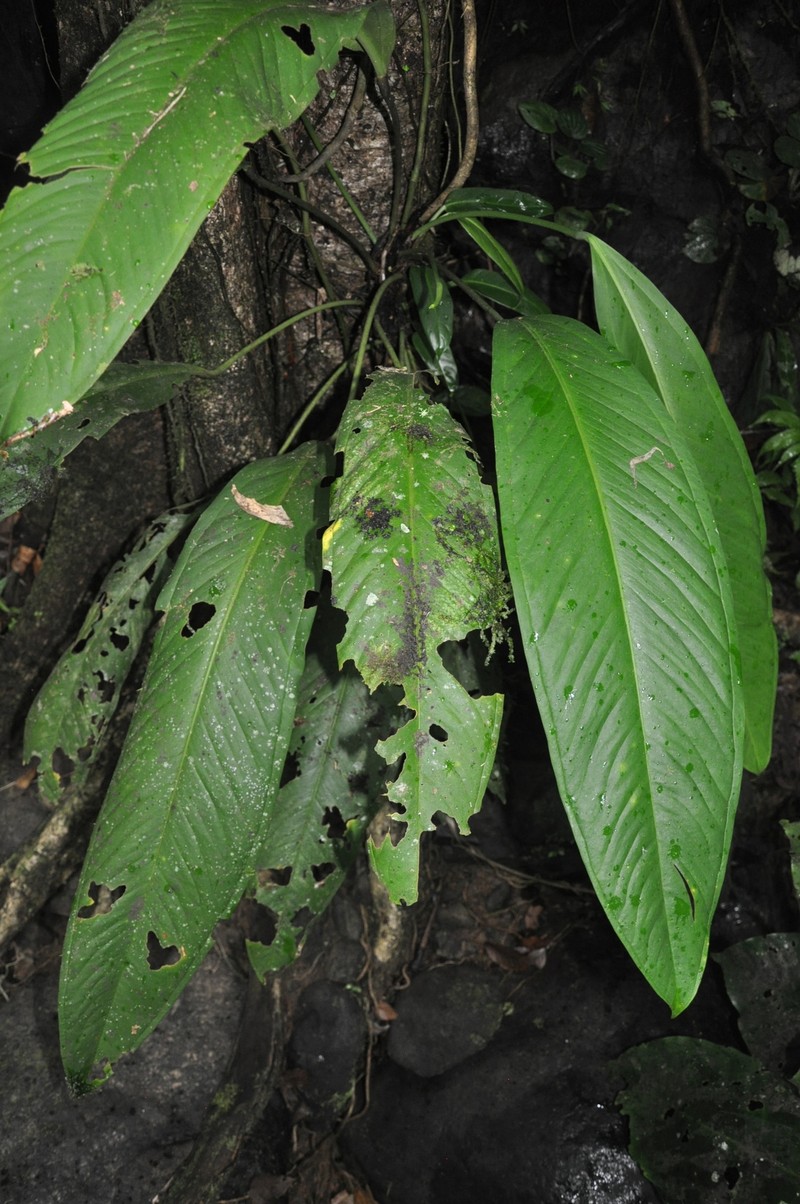 Anthurium albifructum photo 6