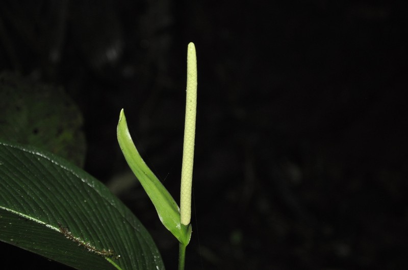 Anthurium albifructum photo 7