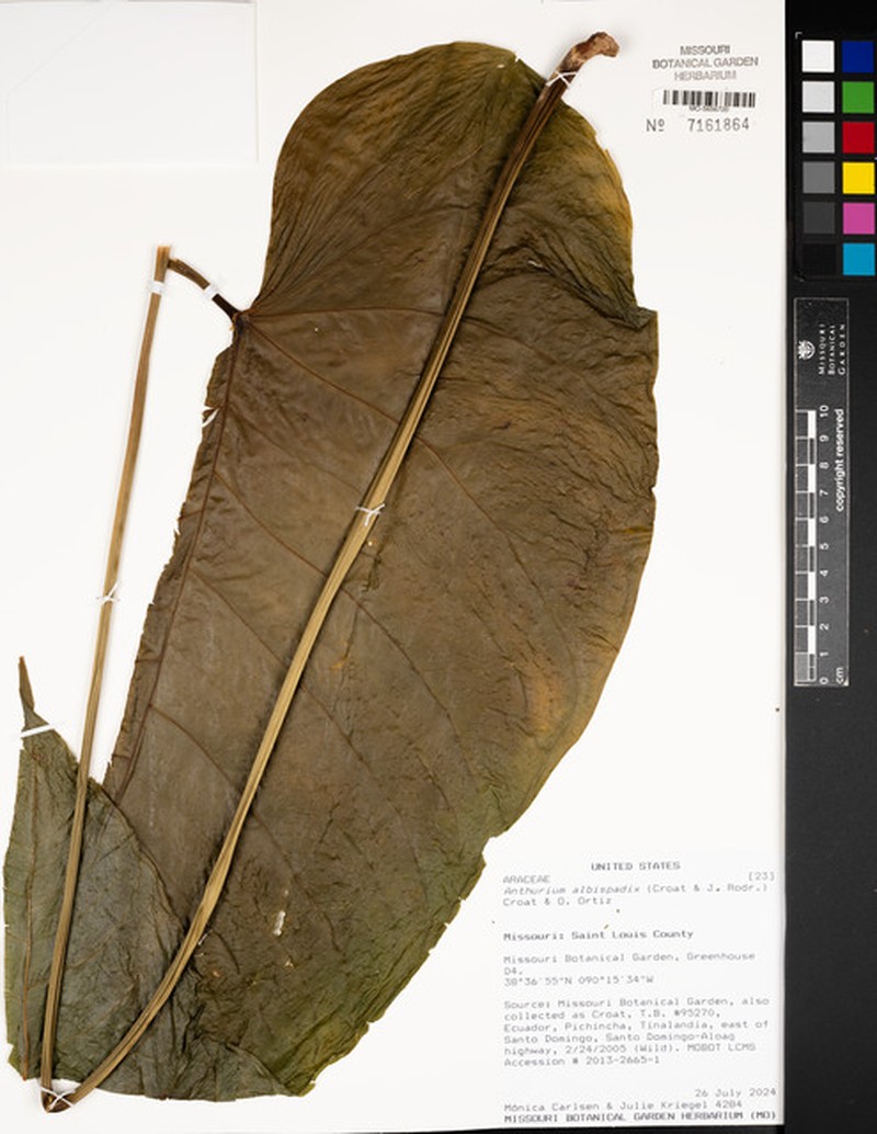 Anthurium albispadix photo 2