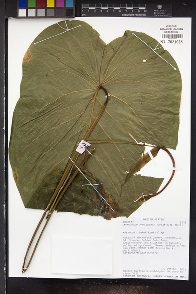 Anthurium albispadix photo 3