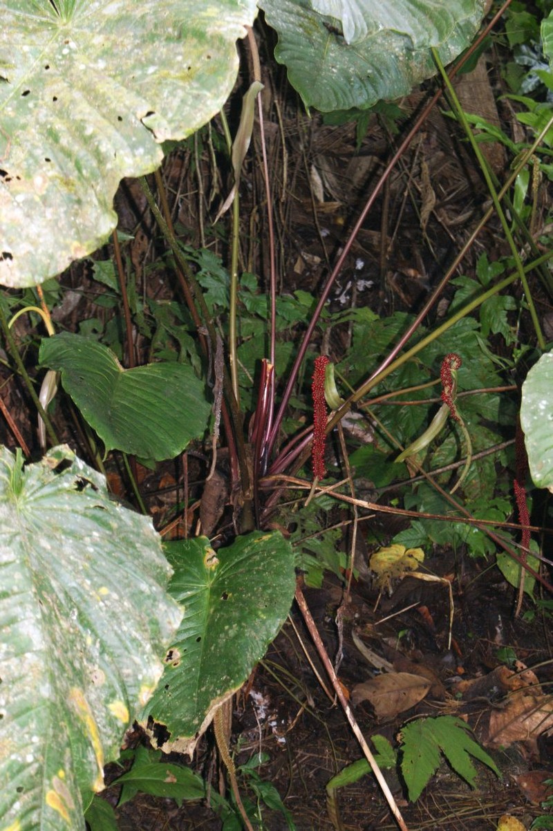 Anthurium albispadix photo 4