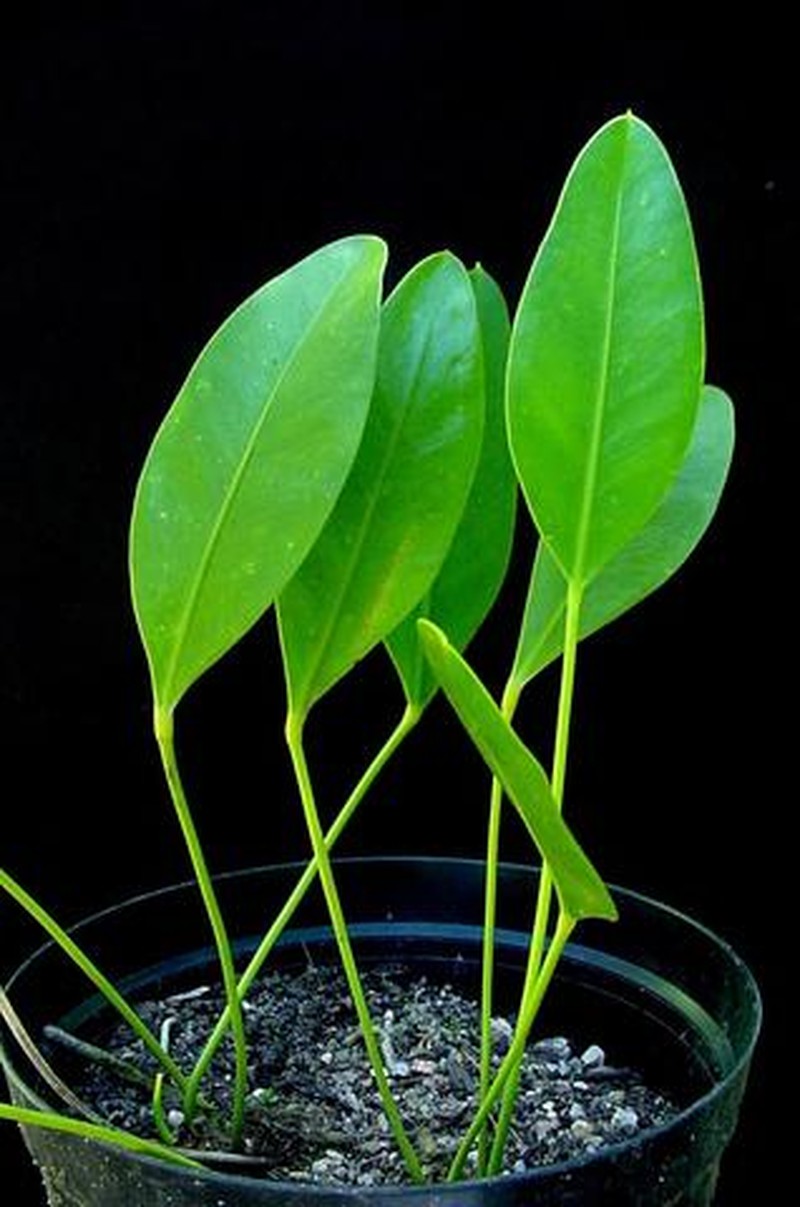 Anthurium alcatrazense