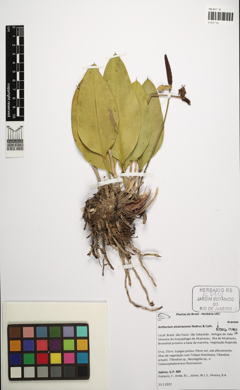 Anthurium alcatrazense photo 2