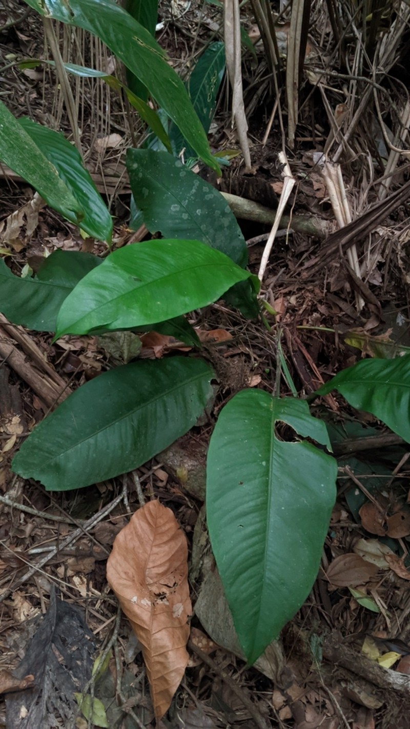 Anthurium alegrense