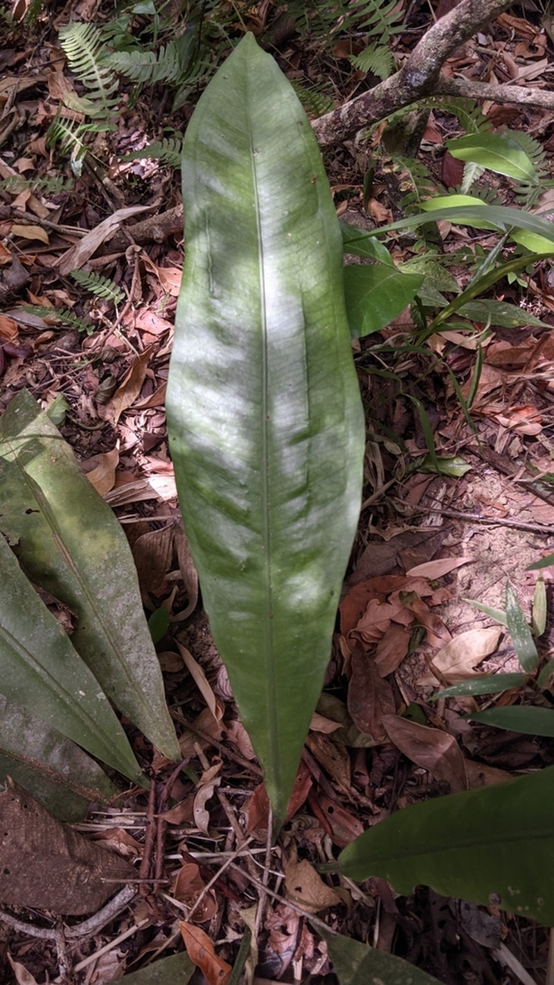Anthurium alegrense photo 2