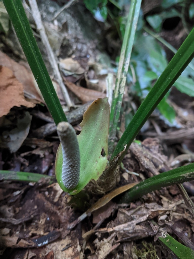 Anthurium alegrense photo 3