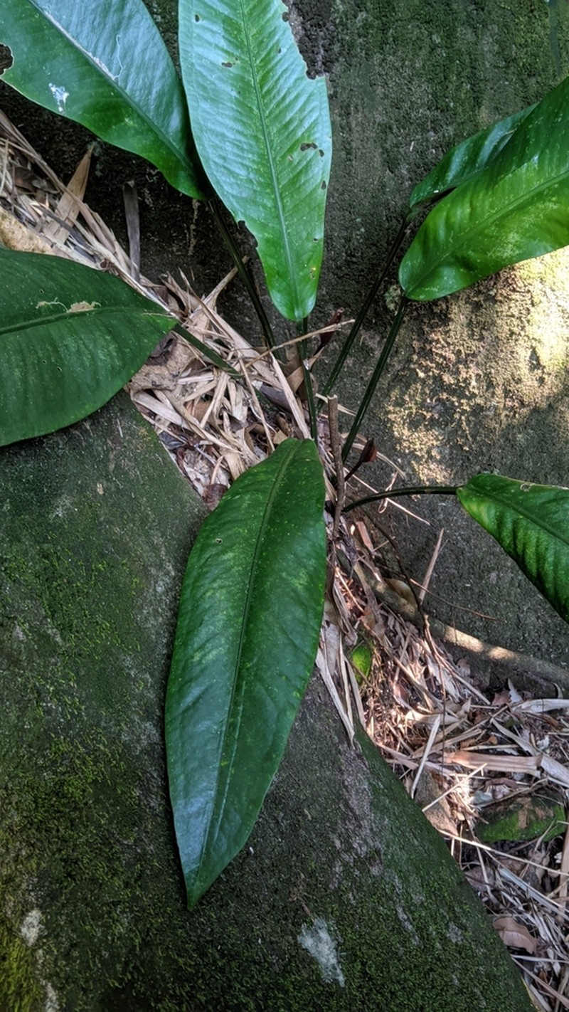 Anthurium alegrense photo 4