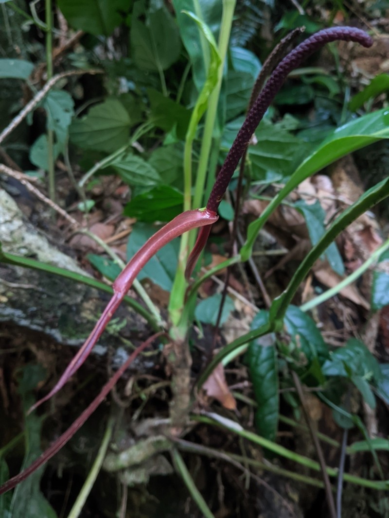 Anthurium alegrense photo 5
