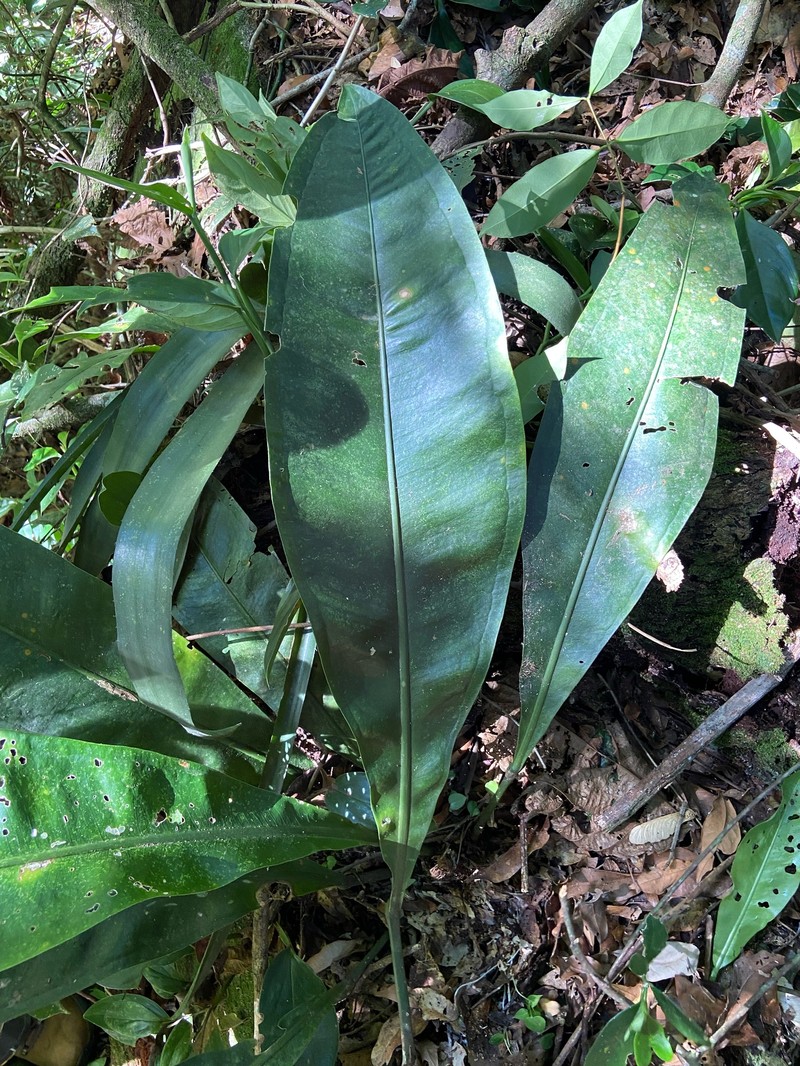Anthurium alegrense photo 7