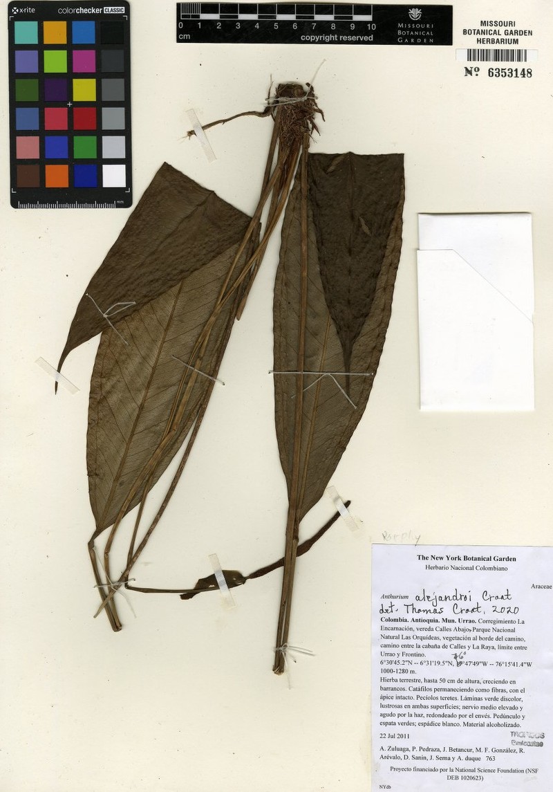Anthurium alejandroi
