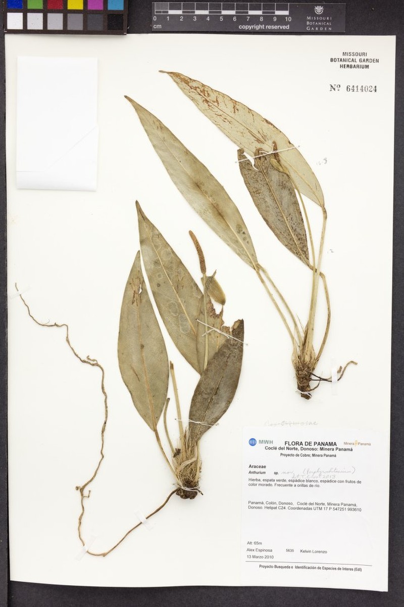 Anthurium alexespinosae