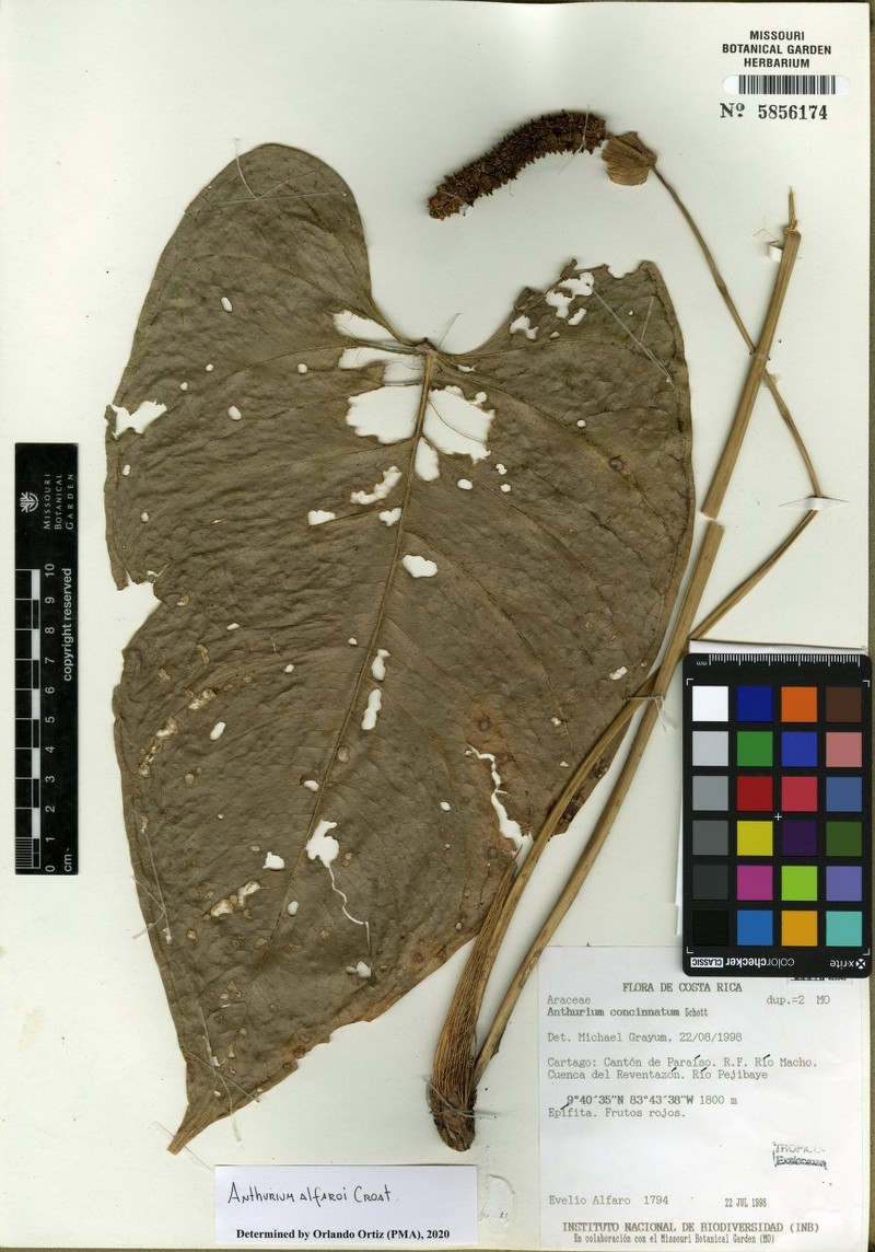 Anthurium alfaroi