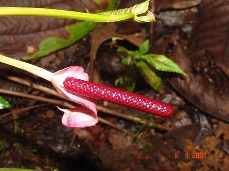 Anthurium alluriquinense