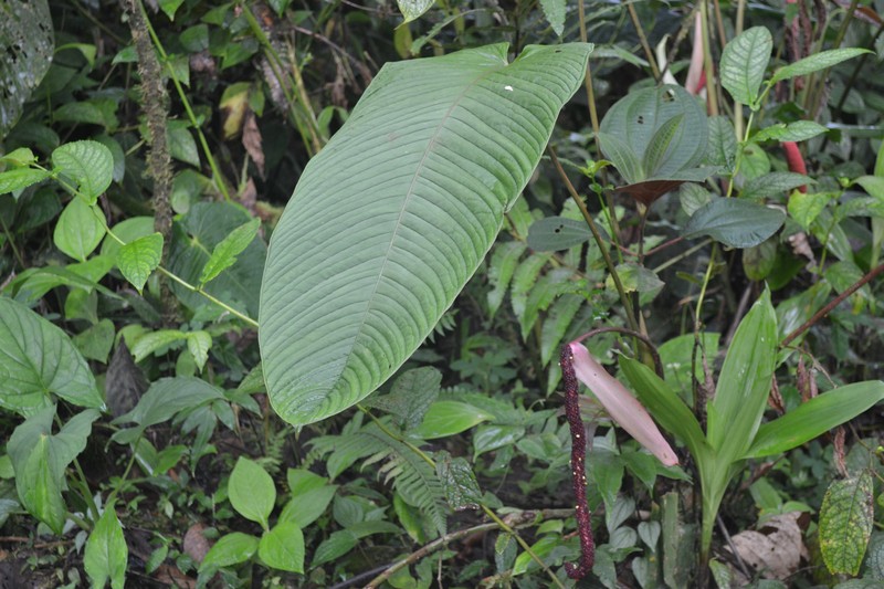 Anthurium alluriquinense photo 2