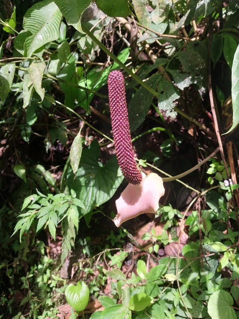 Anthurium alluriquinense photo 3
