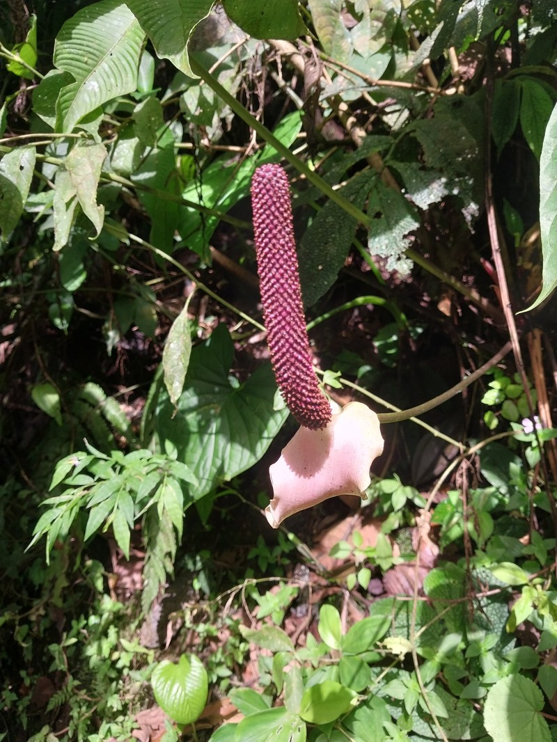 Anthurium alluriquinense photo 4