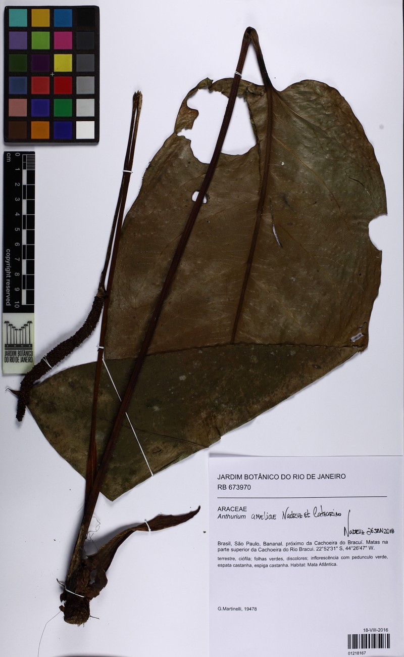 Anthurium ameliae photo 2