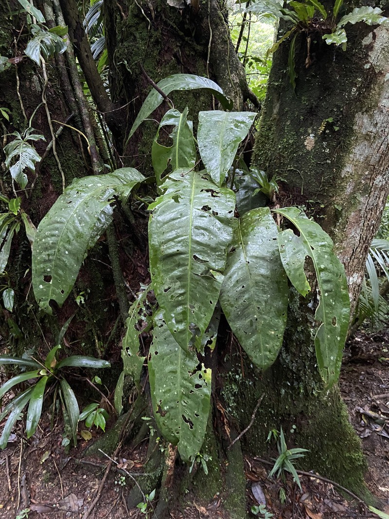 Anthurium ameliae