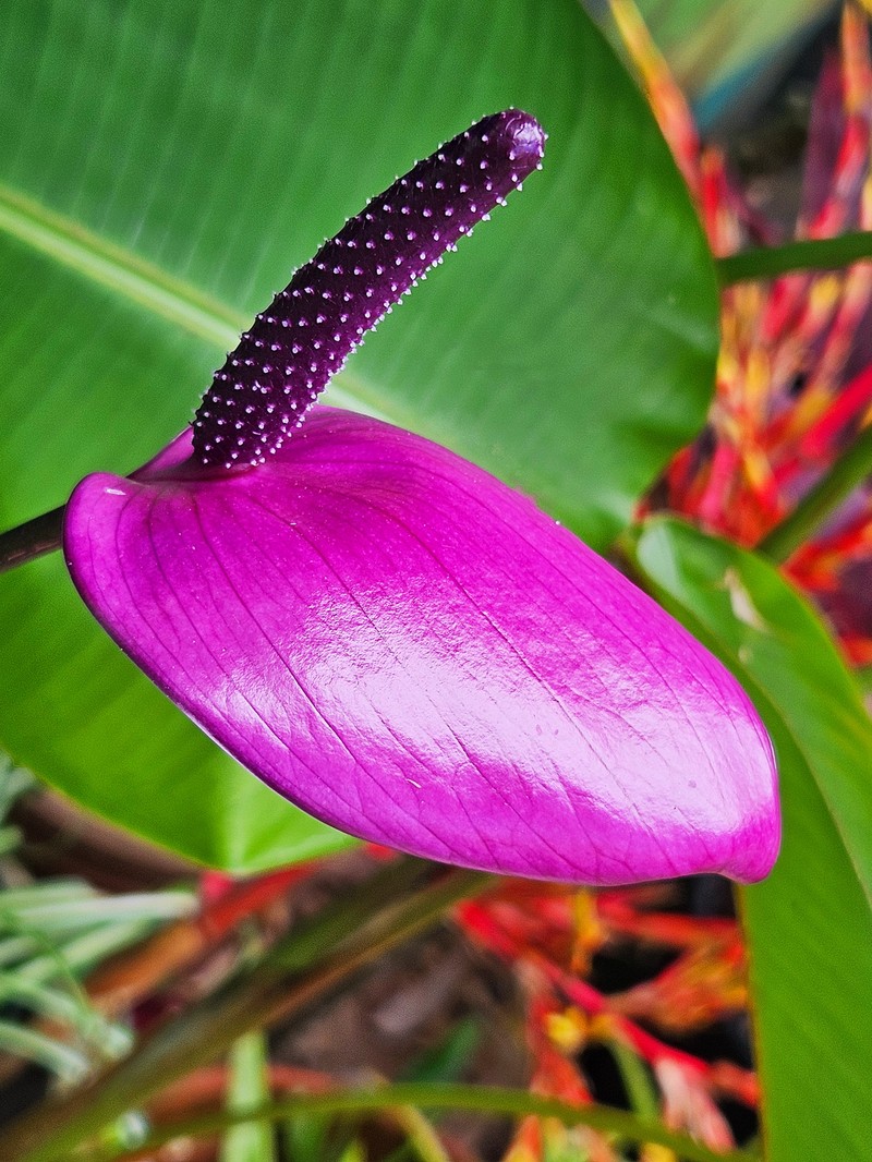 Anthurium amnicola photo 2