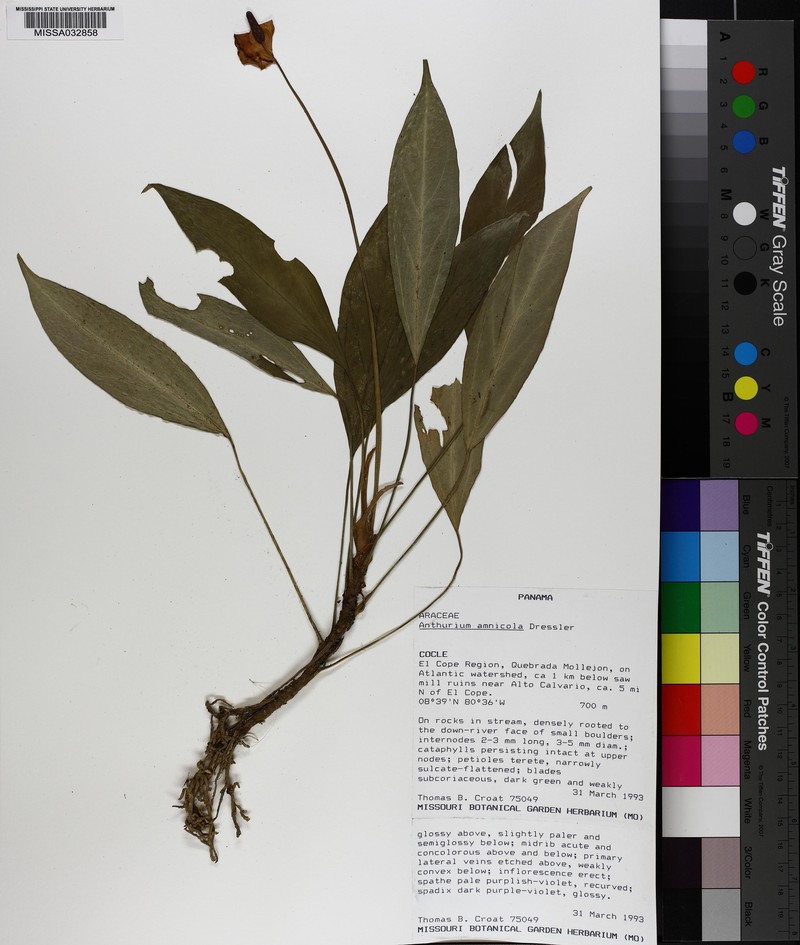 Anthurium amnicola photo 3