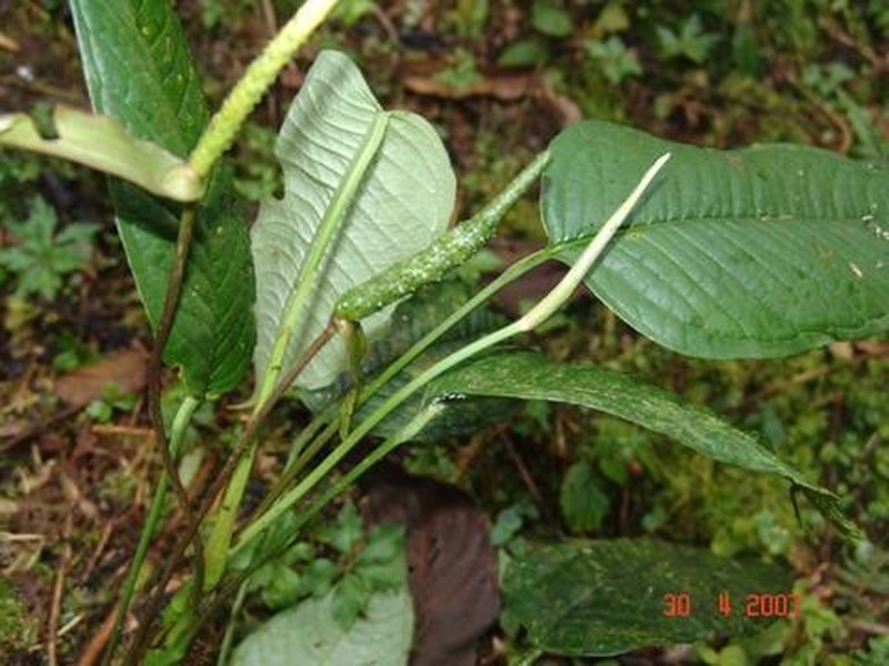 Anthurium amoenum