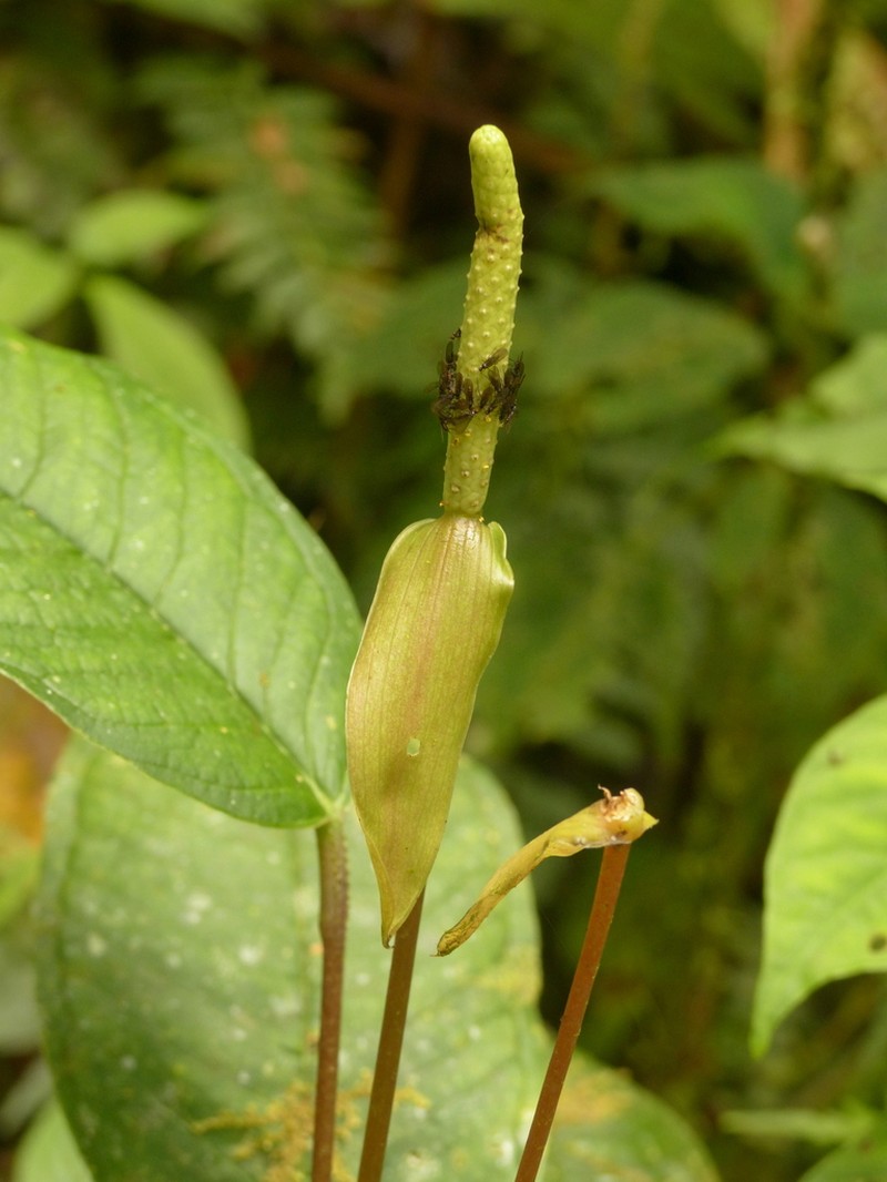Anthurium amoenum photo 2