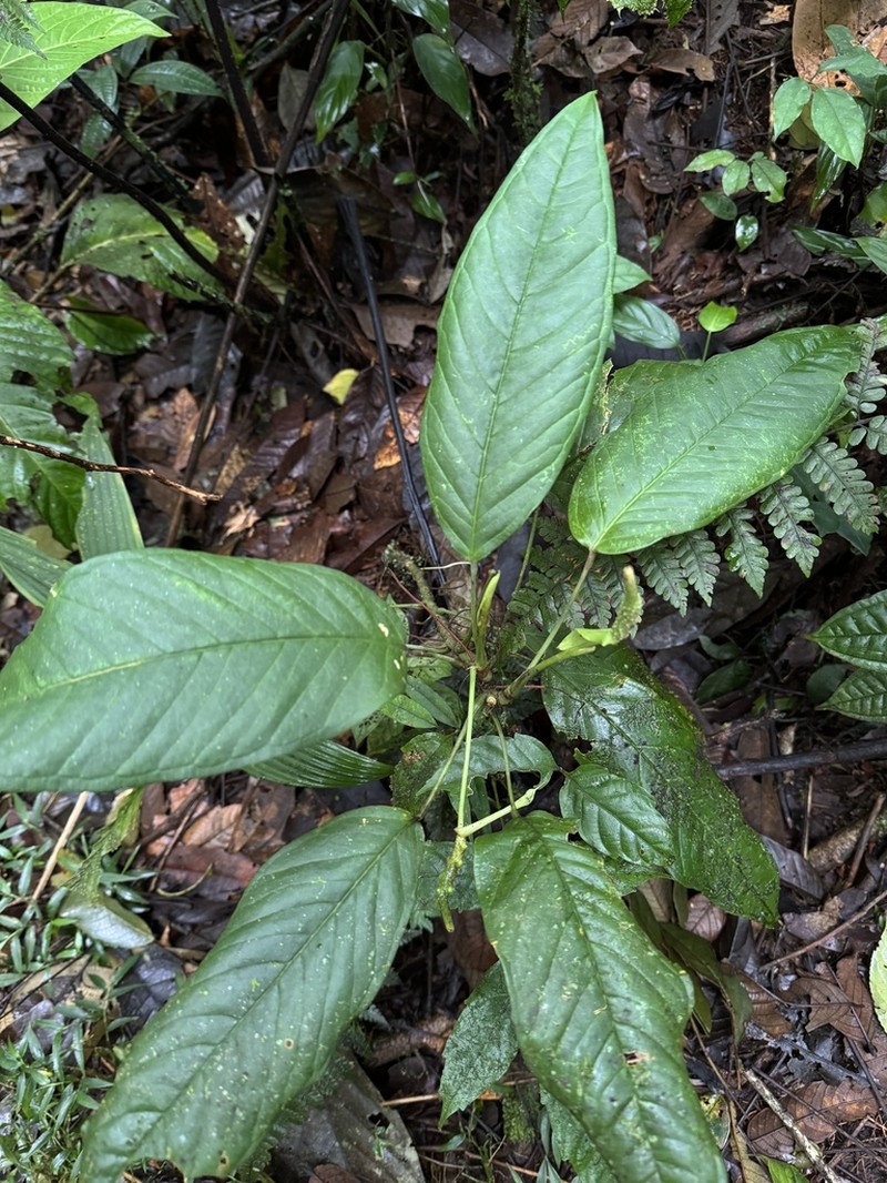 Anthurium amoenum photo 3