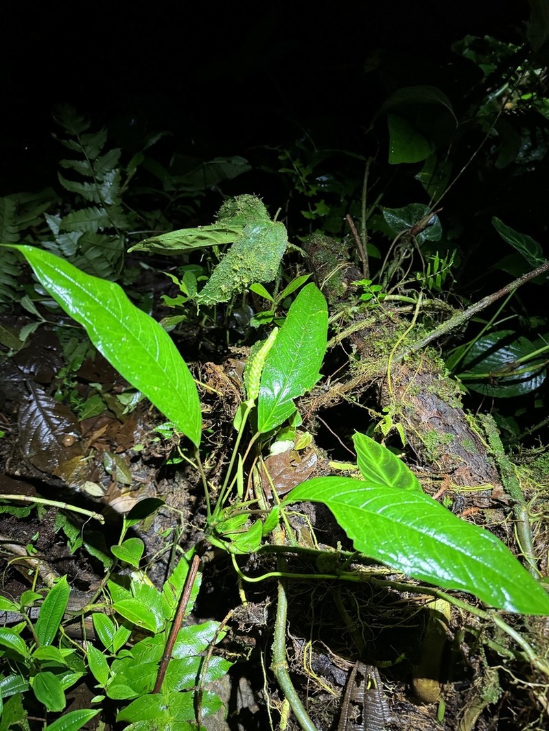 Anthurium amoenum photo 4