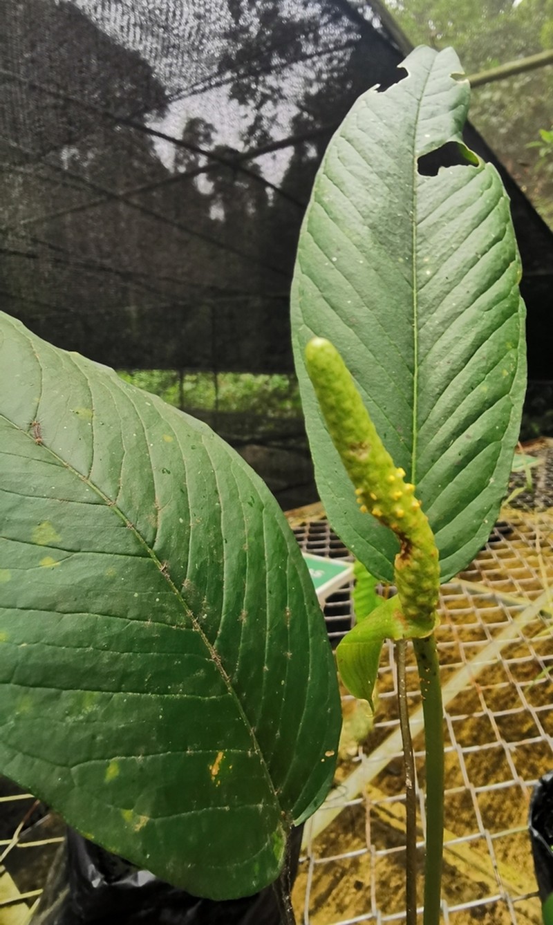 Anthurium amoenum photo 5