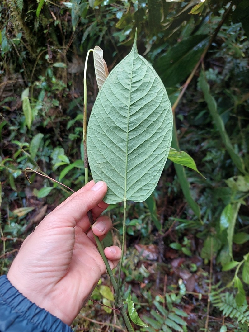 Anthurium amoenum photo 6