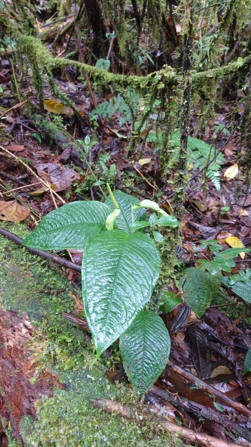 Anthurium amoenum photo 7