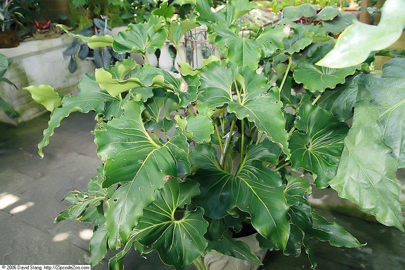 Anthurium andicola