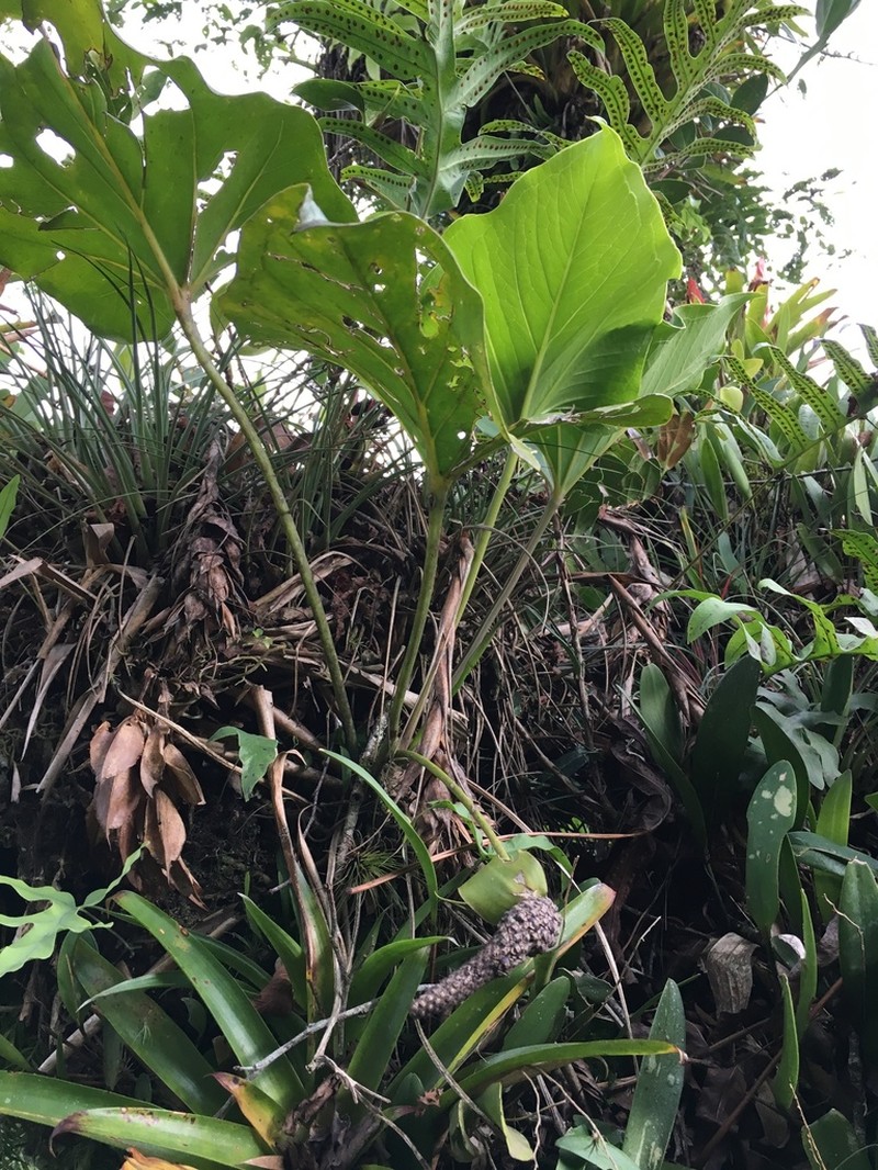 Anthurium andicola photo 2