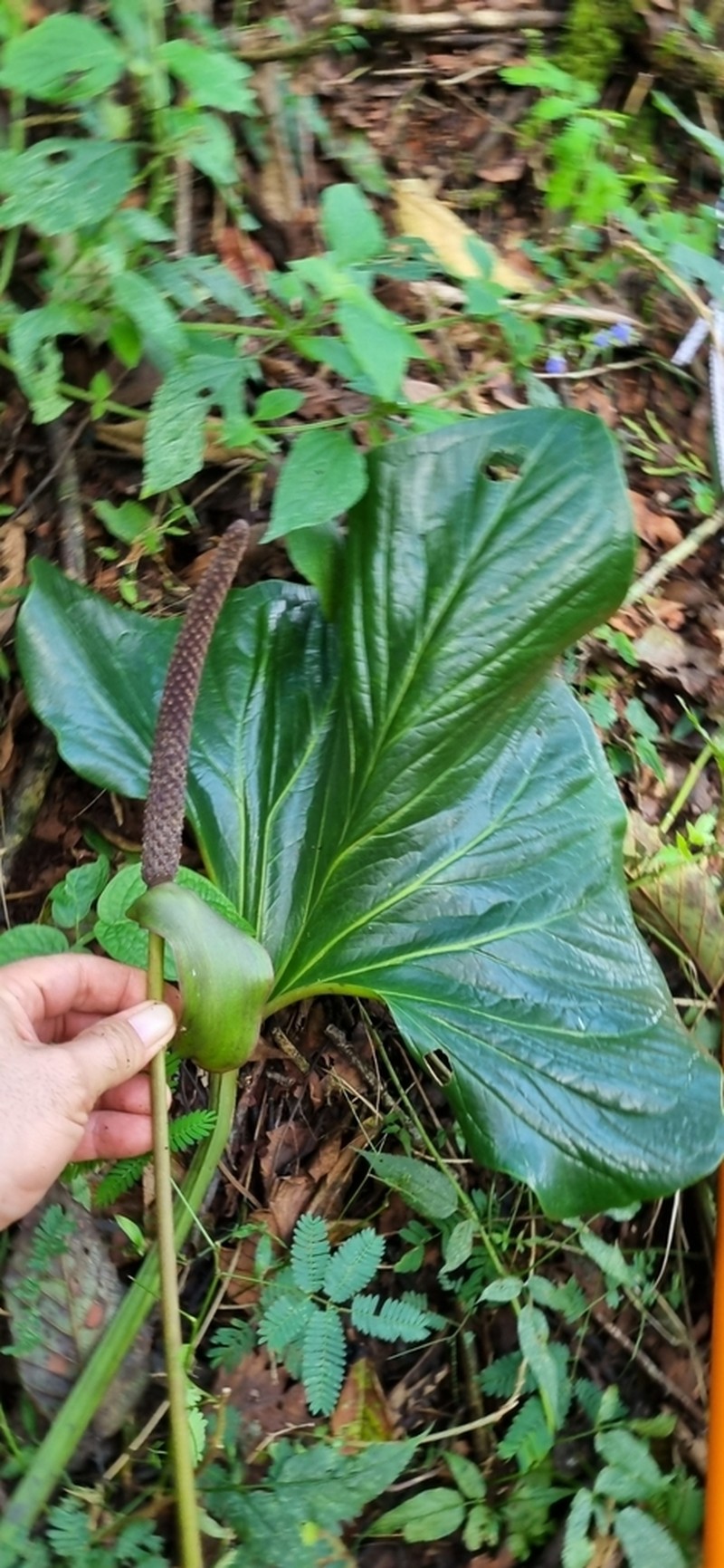 Anthurium andicola photo 3