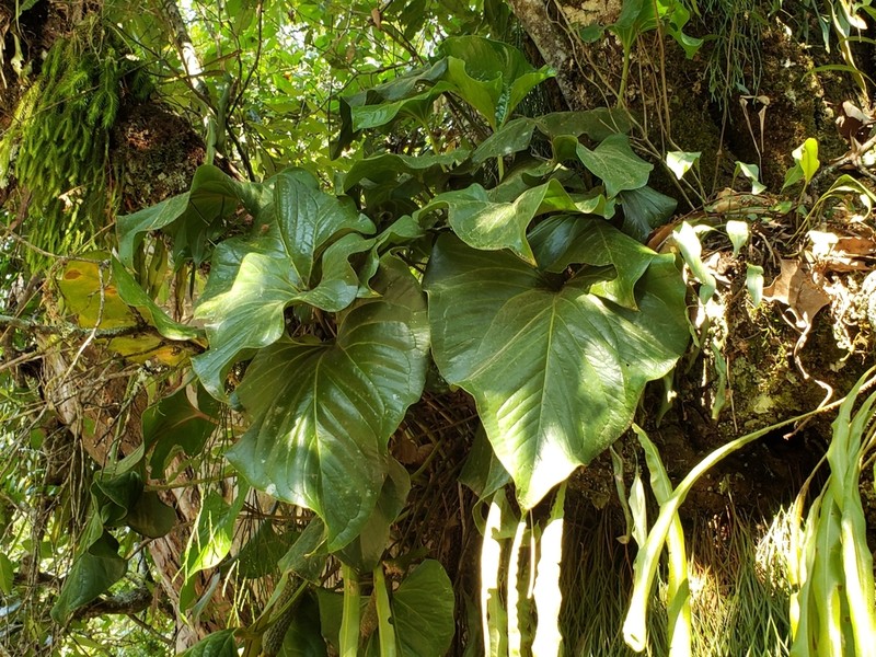 Anthurium andicola photo 4