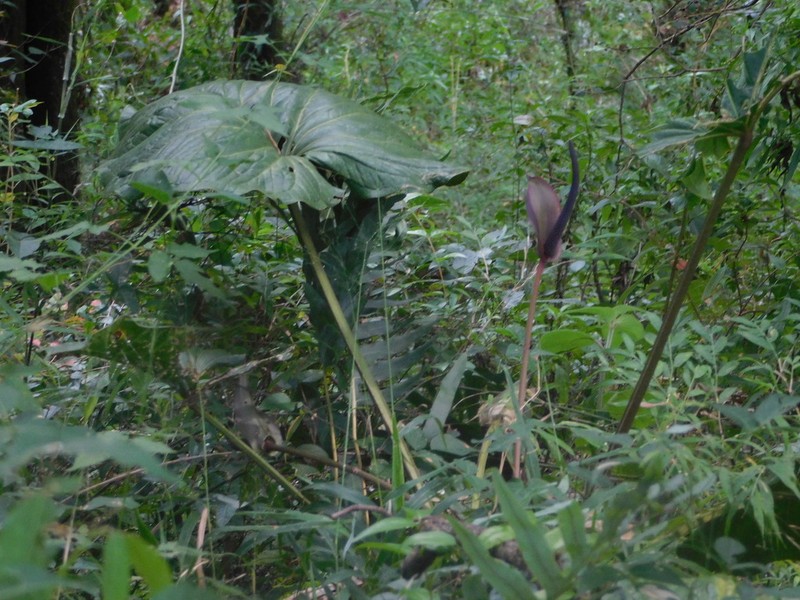 Anthurium andicola photo 5