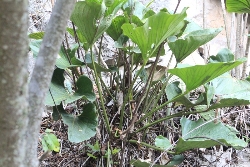 Anthurium andicola photo 6