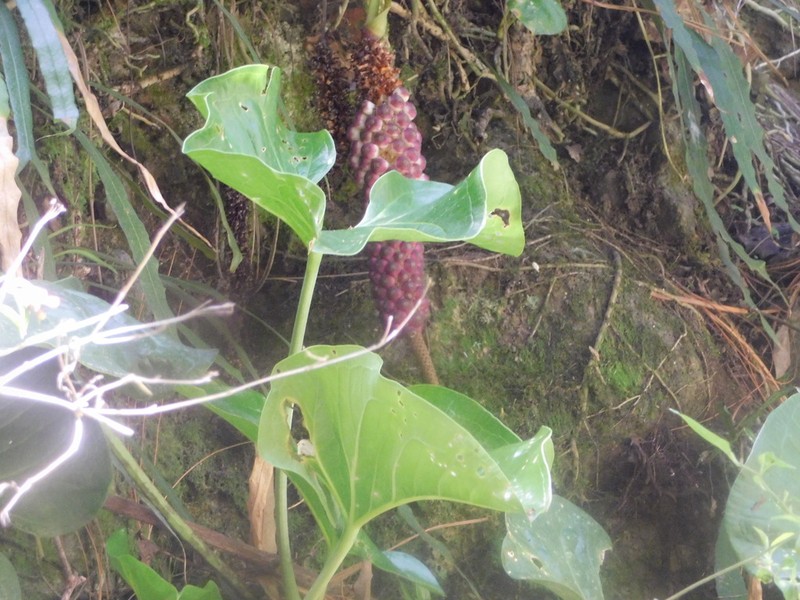 Anthurium andicola photo 7