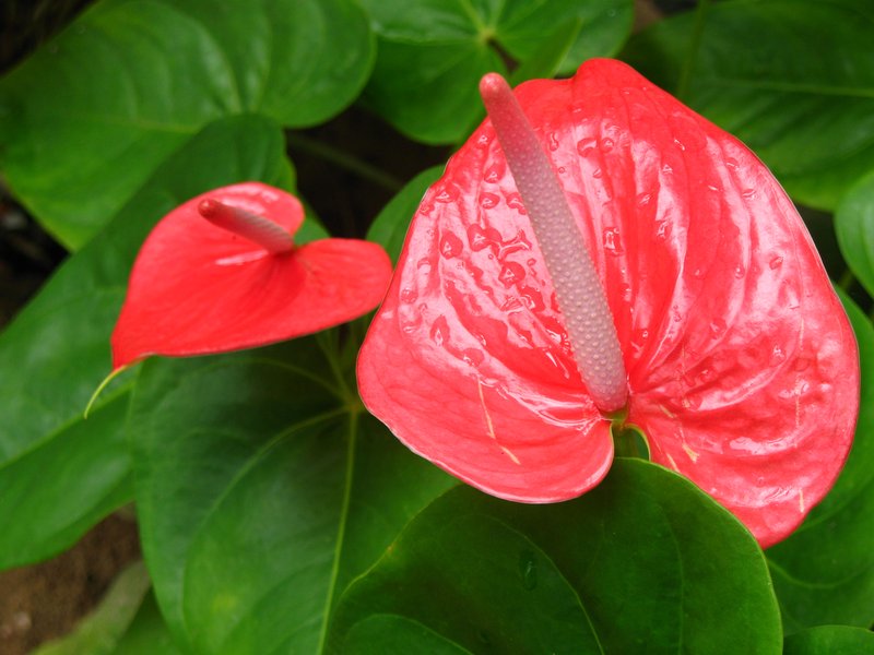 Flamingo-Lily photo 4