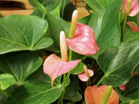 Flamingo-Lily