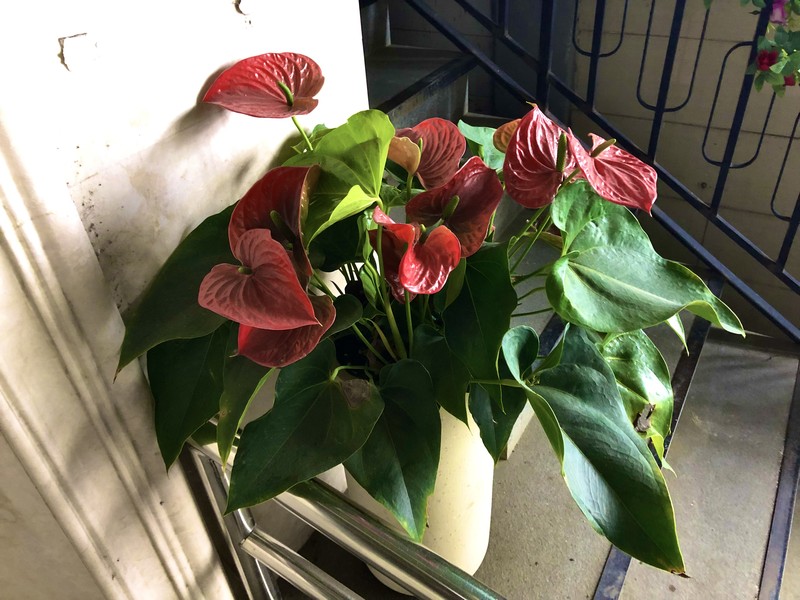 Flamingo-Lily photo 2