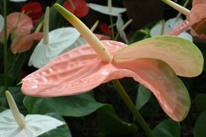 Flamingo-Lily photo 5