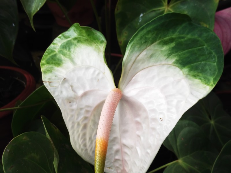 Flamingo-Lily photo 6