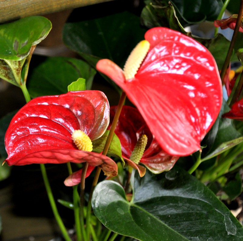 Flamingo-Lily photo 7