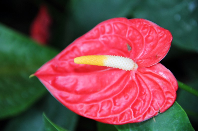 Flamingo-Lily photo 3